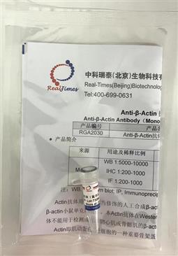 Anti-β-Actin抗體（鼠單抗）